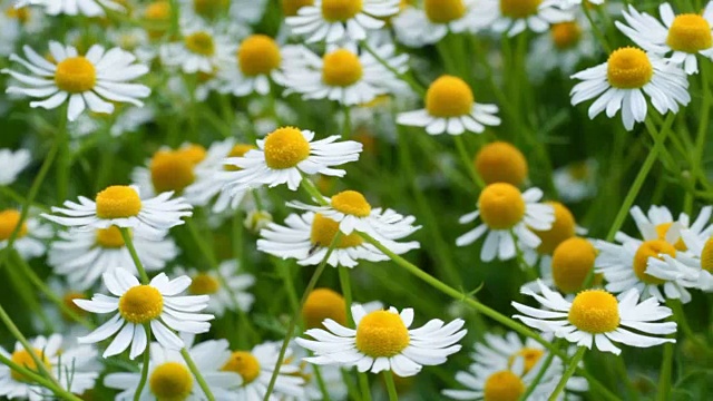 在草地上生长的野洋甘菊。近处的野生草药视频素材