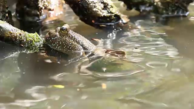 泰国沼泽森林中的弹涂鱼视频素材