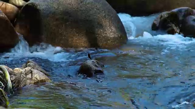 湍急的水流在清澈的水岩石河在山上。蜻蜓坐在湍急的山河中的巨石上。野生昆虫视频素材