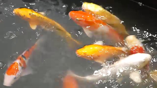 水中花式鲤鱼视频素材