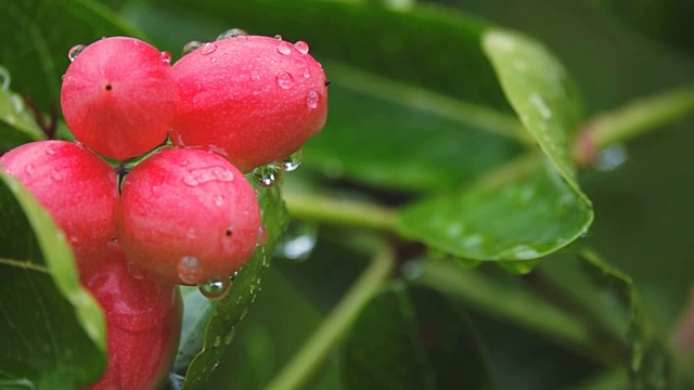 湿红色开花植物特写视频素材