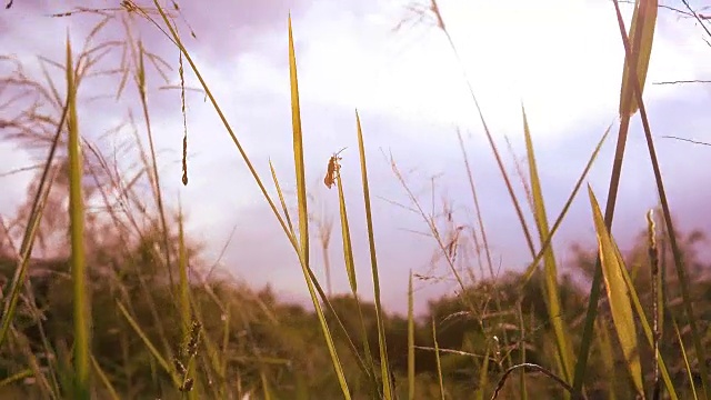 慢动作风吹草在浅太阳早晨草地。它绿色美丽的草原在自然的乡村。阳光透过阳光，使风景明亮美丽。视频素材