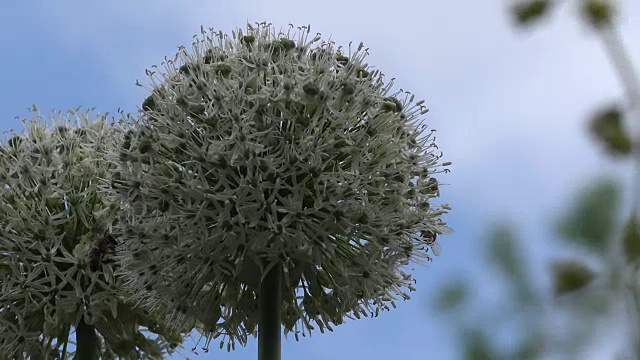 蜜蜂授粉的花视频素材