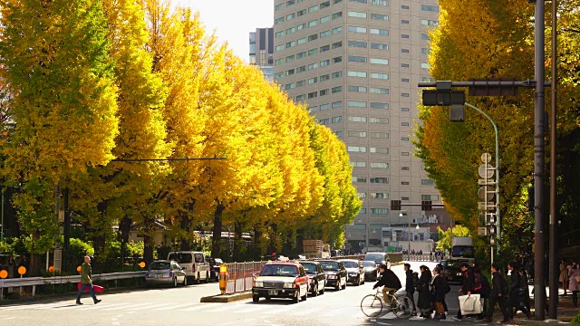 2017年11月25日，日本东京文京区御茶水街，一排排的秋叶银杏树矗立在街道两旁。人们过人行横道，汽车在街上行驶视频素材