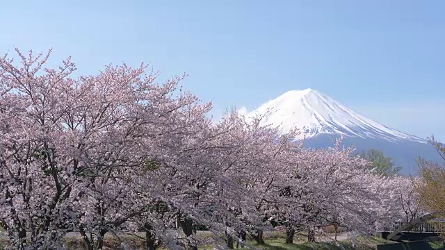 富士山上樱花盛开视频素材