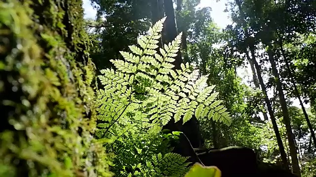 蕨类植物在树视频素材