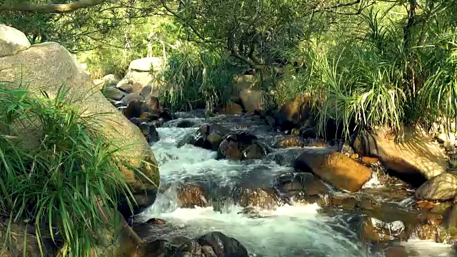 湍急的水流在岩石河在热带森林在山区。近距离观赏湍急的溪流、山河和周围奇异的植物视频素材