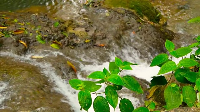 在热带雨林中，清澈的水从瀑布中流下来视频素材