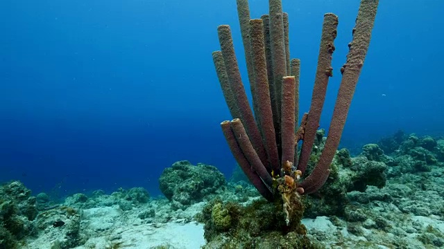 在库拉索岛周围的加勒比海珊瑚礁海景视频素材