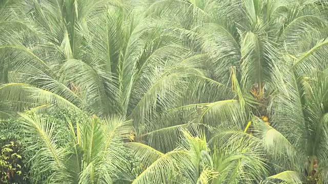 椰子树的绿枝在热带雨中随风摇摆视频素材