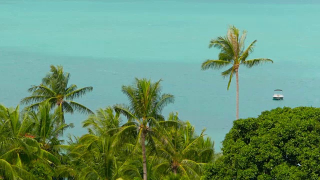 热带海岸有异国情调的椰子树和蔚蓝的海水视频素材