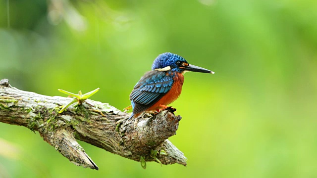 蓝耳翠鸟(Alcedo mening)在雨中的特写视频素材