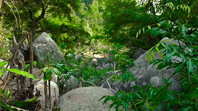 热带丛林中的绿色森林，干枯的山河中的巨石。丛林山区的热带森林。美丽的风景，野生的自然视频素材