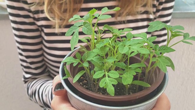 照顾自家种植的植物/香料的女孩。视频素材