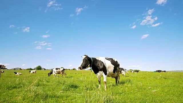 在阳光明媚的夏日，奶牛在牧场上看着镜头吃草视频素材