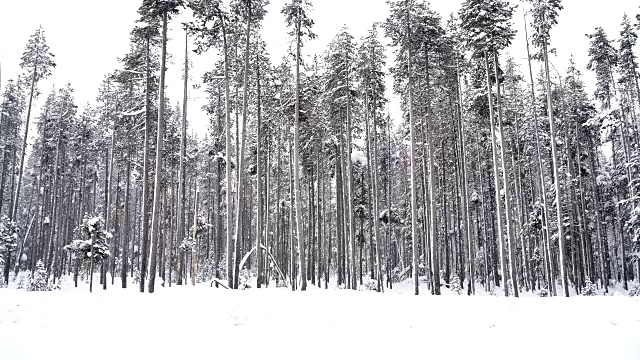 雪花飘落在积雪的国家森林视频素材