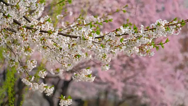 樱花盛开视频素材