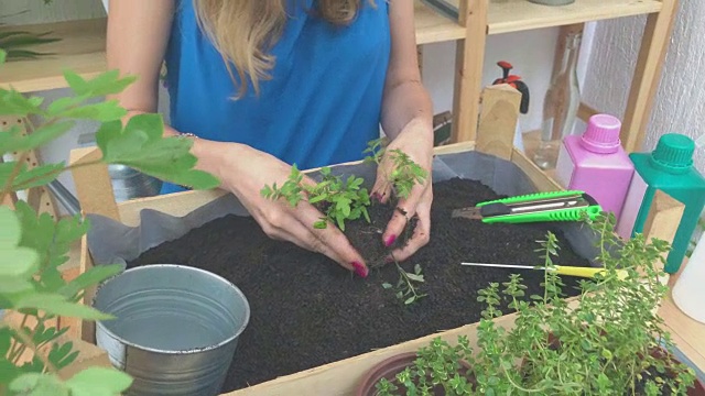 照顾自家种植的植物/香料的女孩。视频素材