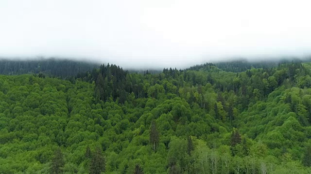 郁郁葱葱的绿色山谷雨林，一层明亮的白色雾视频素材