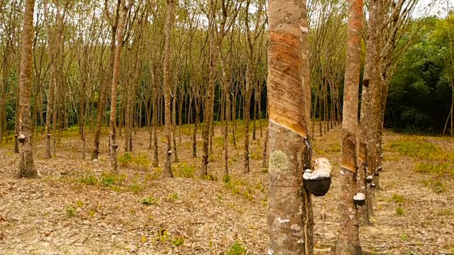 从橡胶树中提取天然乳胶的种植园。视频素材