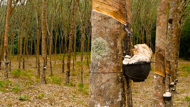 从橡胶树中提取天然乳胶的种植园。视频素材