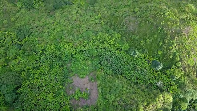 泰国松树林鸟瞰图视频素材