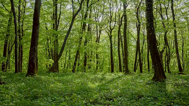 春天阳光明媚的落叶林，索登堡，哈梅尔堡，巴达基辛根区，Rhön，德国巴伐利亚州视频素材