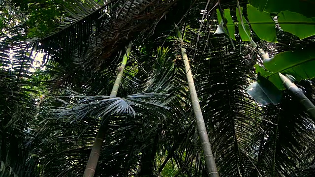 丛林里的树叶随风飘动视频素材