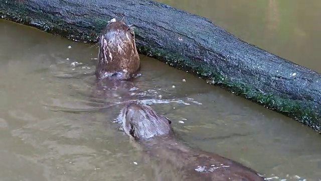 水獭在池塘的一根圆木附近捕猎和吃鱼视频素材