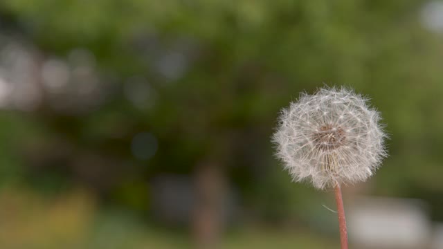 慢动作，自由度:电影镜头的白花被吹到自然视频素材