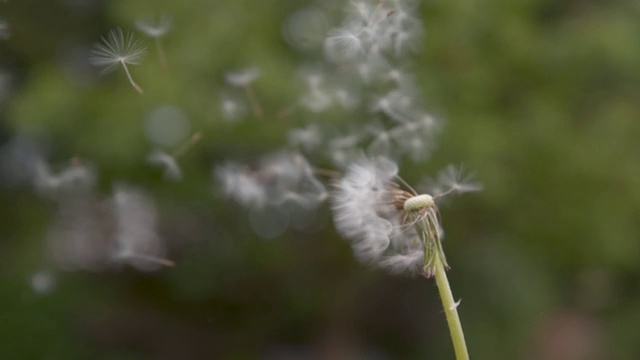 慢镜头:毛茸茸的白色气球被吹到绿色的乡村。视频素材