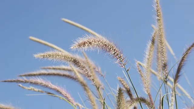 黄色的草在蓝天的映衬下缓缓摇曳视频素材