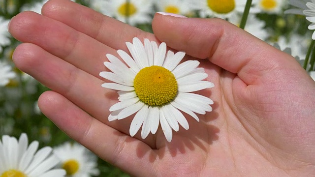 一个女人手里拿着一朵雏菊，一根手指轻轻地抚摸着花瓣视频素材