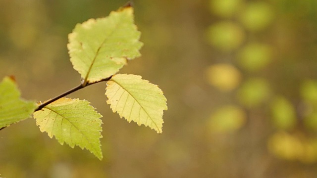 黄金林植被在秋季浅DOF视频素材