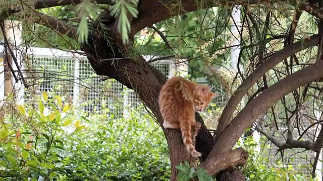 树上的姜和多色小猫视频素材