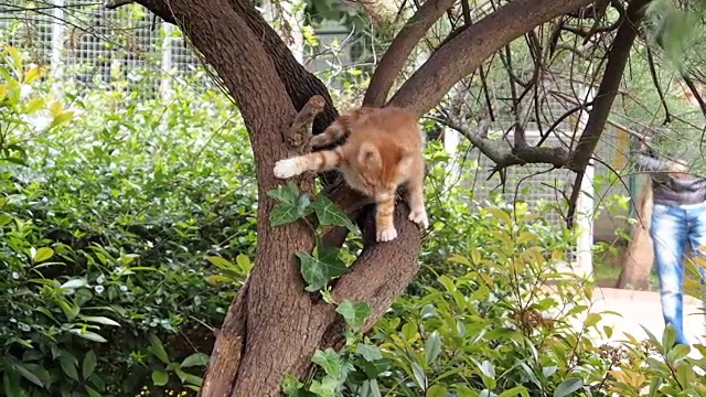 姜小猫从树上跳下来视频素材