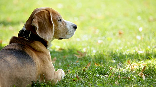 阳光明媚的一天远距离摄影的肖像，小猎犬嗅空气喷气与绿色的草的背景视频素材