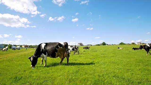 在阳光明媚的夏日，宽阔的牧场上放牧着牛群视频素材