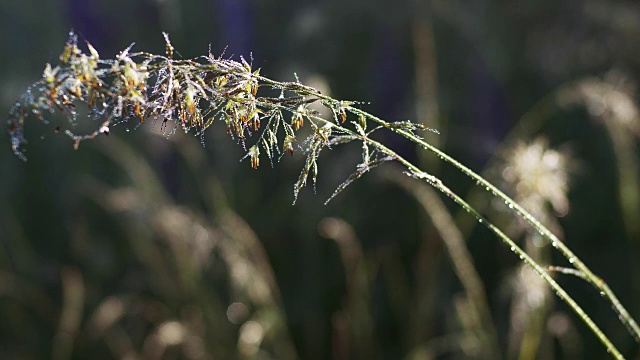 草花粉视频下载