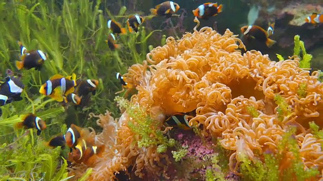 鱼和海葵在安达曼海视频素材