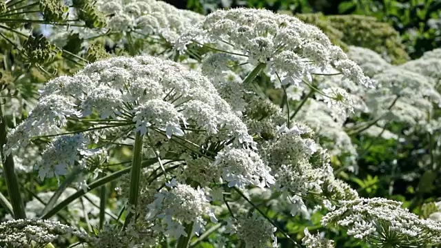 药用植物赫拉克勒斯开花视频素材