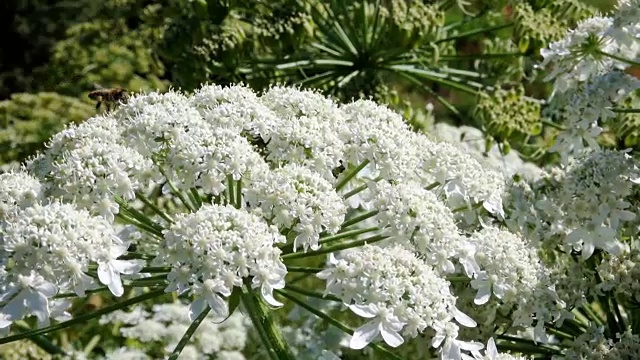 药用植物赫拉克勒斯开花视频素材