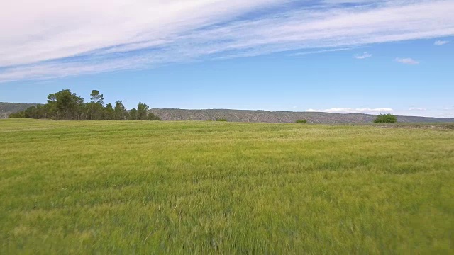 鸟瞰图-飞行上方的年轻麦田农场在晨光，丰塔纳斯地区，瓦伦西亚社区，西班牙视频素材