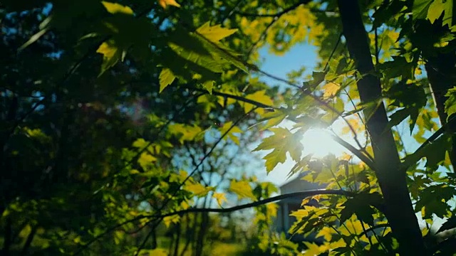 绿枫树-春色景观-高清视频素材