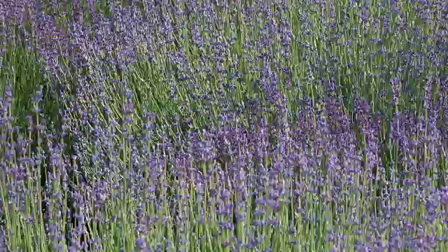 鼠尾草花视频素材