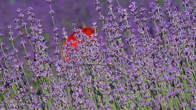 鼠尾草花视频素材