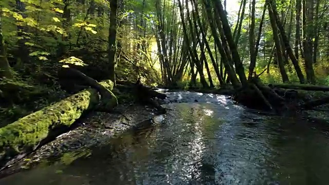 森林中的天然溪流:太平洋西北部视频素材