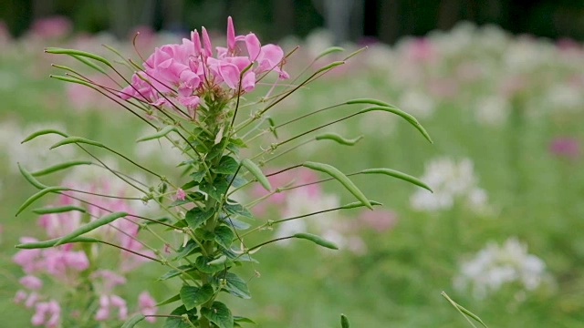 美丽的Cleome spinosa Jacq花或蜘蛛花视频素材