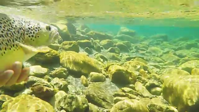 水下拍摄的褐鳟鱼在60便士内被放生视频素材