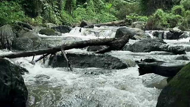 热带森林中一条小河中水流的缓慢运动。视频素材